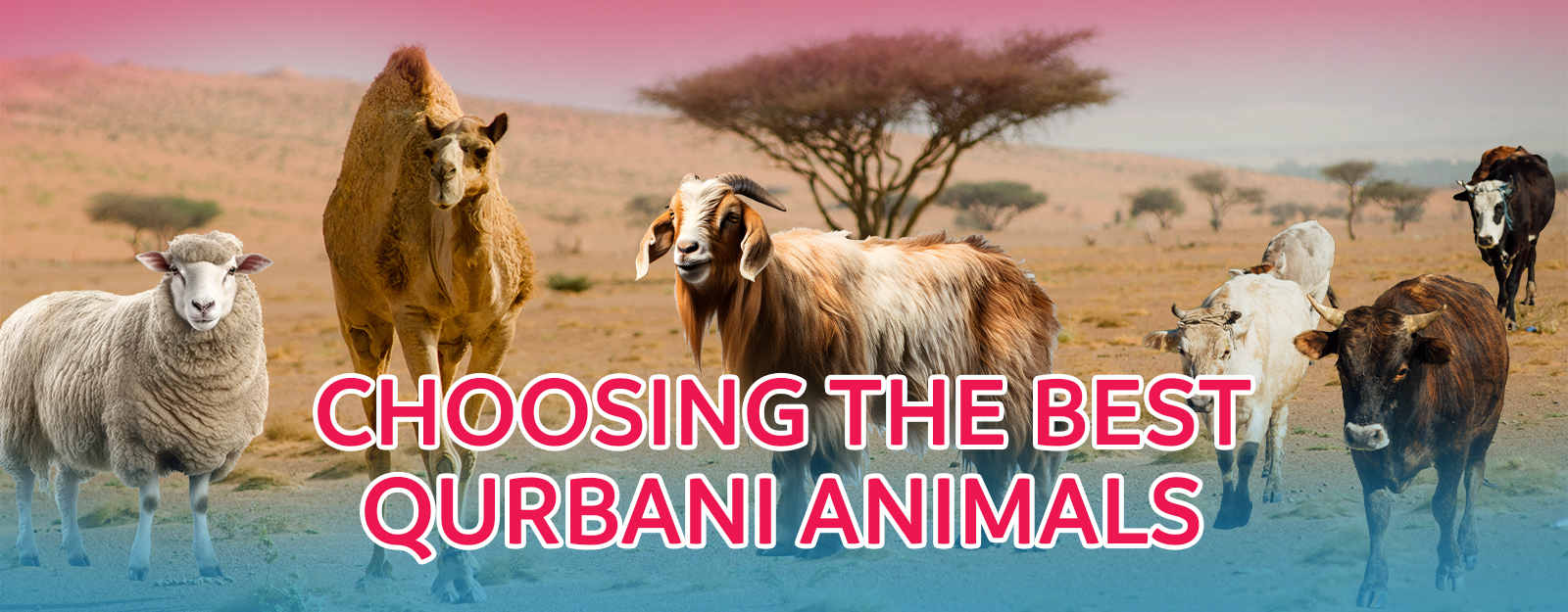 CHOOSING THE BEST QURBANI ANIMALS